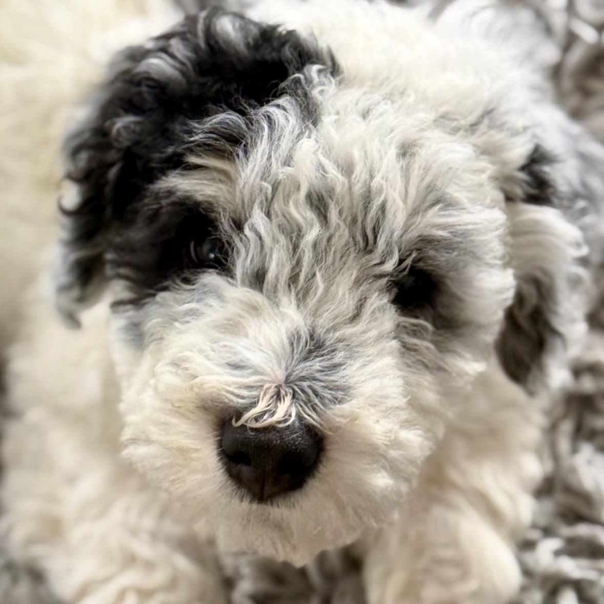 Roku, adoptable, Puppy Male Aussiedoodle & Bernedoodle.