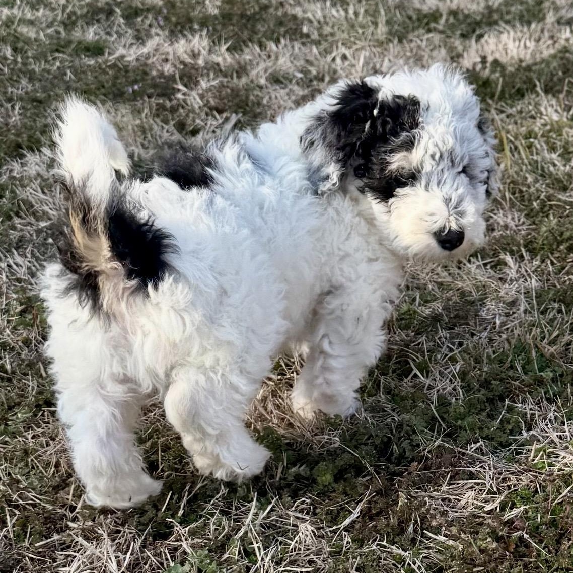 Enlarge Roku, an adoption pending mixed breed in Thompson's Station, TN image 2/2