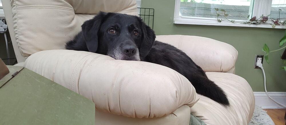 Blake, Adoptable, Adult Male Labrador Retriever & Chow Chow.