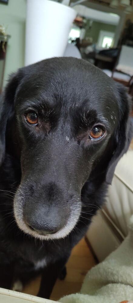 Enlarge Blake, a Adoptable mixed breed in Brewster , NY image 2/3