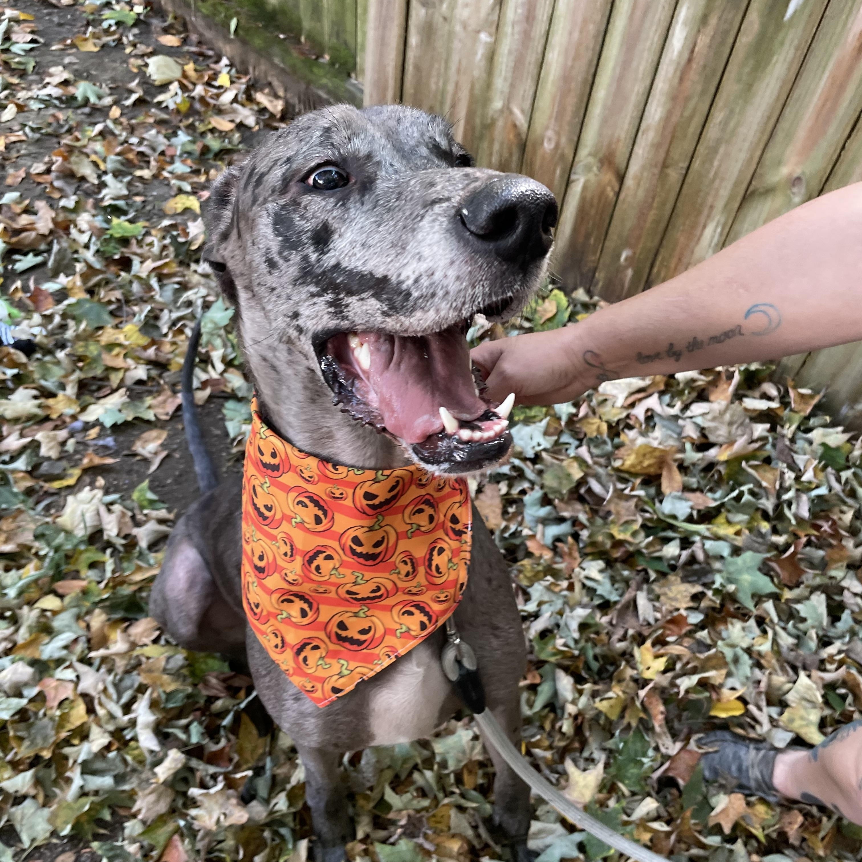 Enlarge Laurel, a Adopted Great Dane in New Castle, PA image 2/6