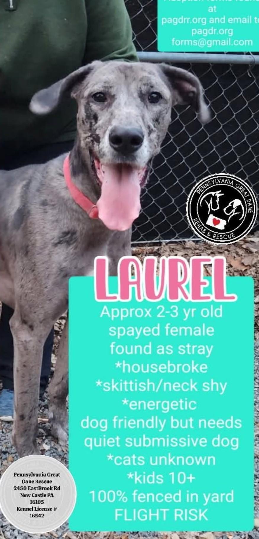 Laurel 6