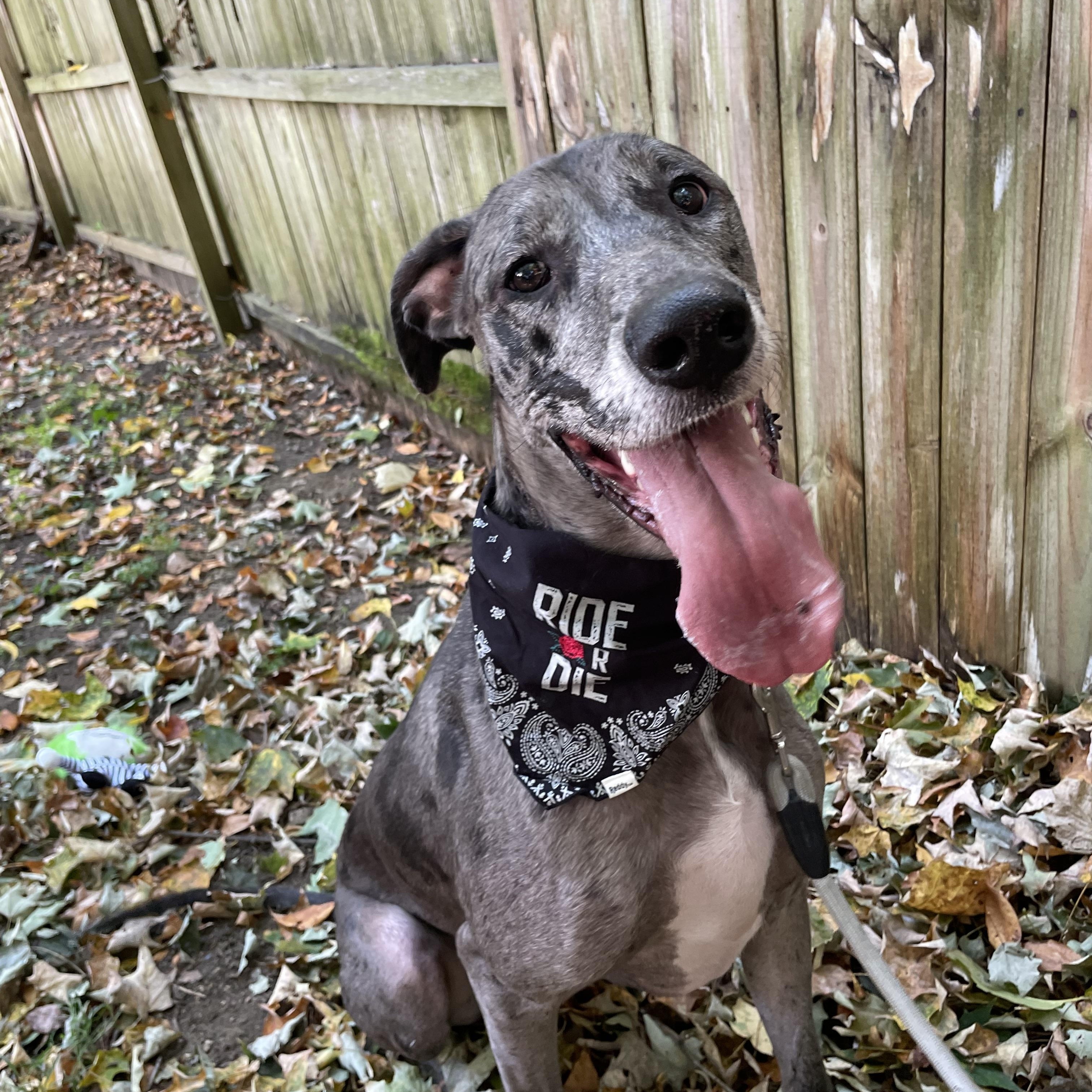 Enlarge Laurel, a Adopted Great Dane in New Castle, PA image 1/6