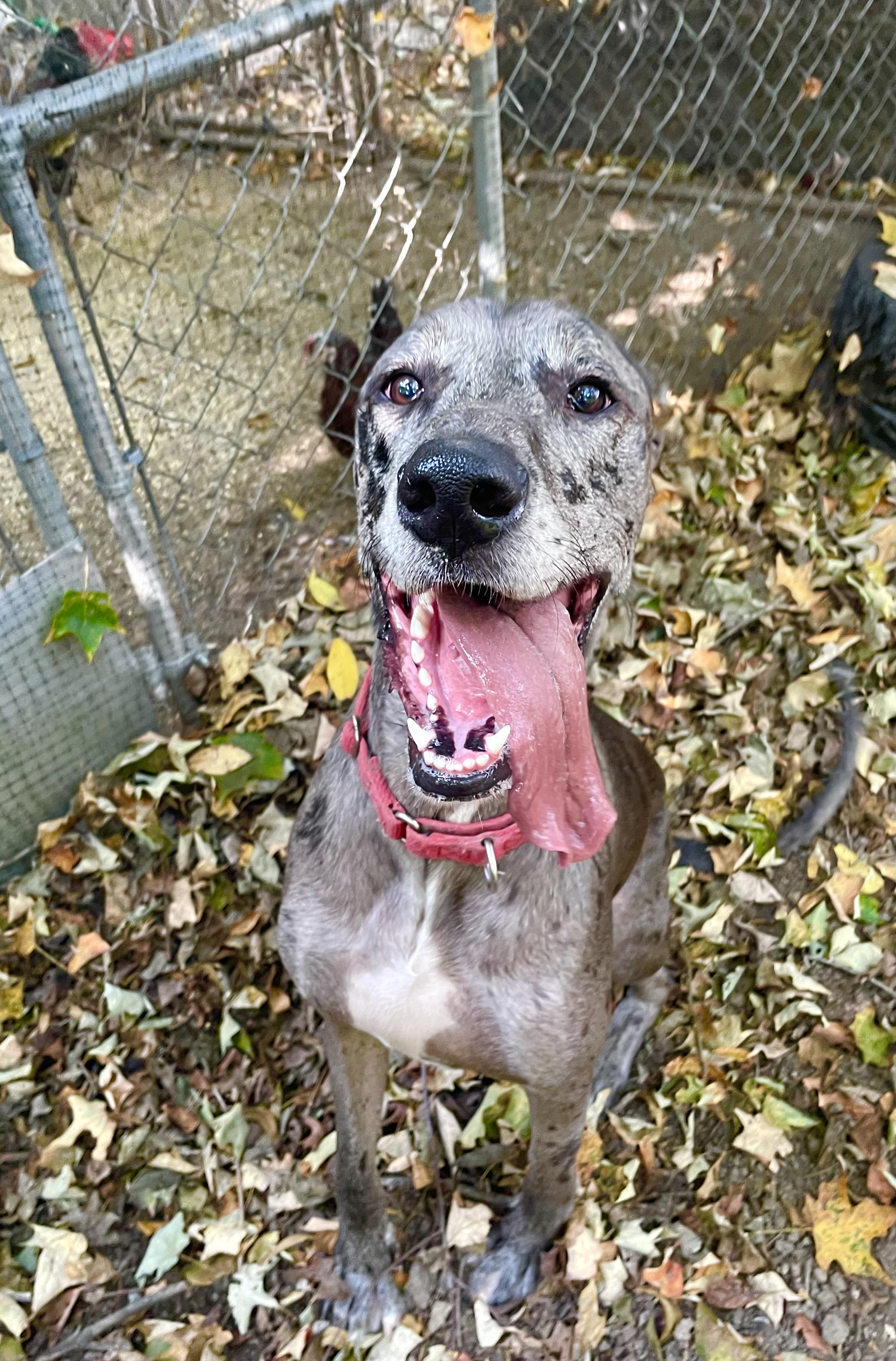 Enlarge Laurel, a Adopted Great Dane in New Castle, PA image 4/6