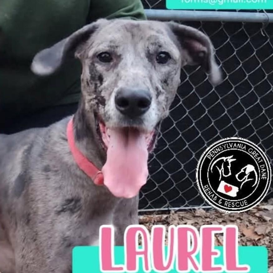 Laurel