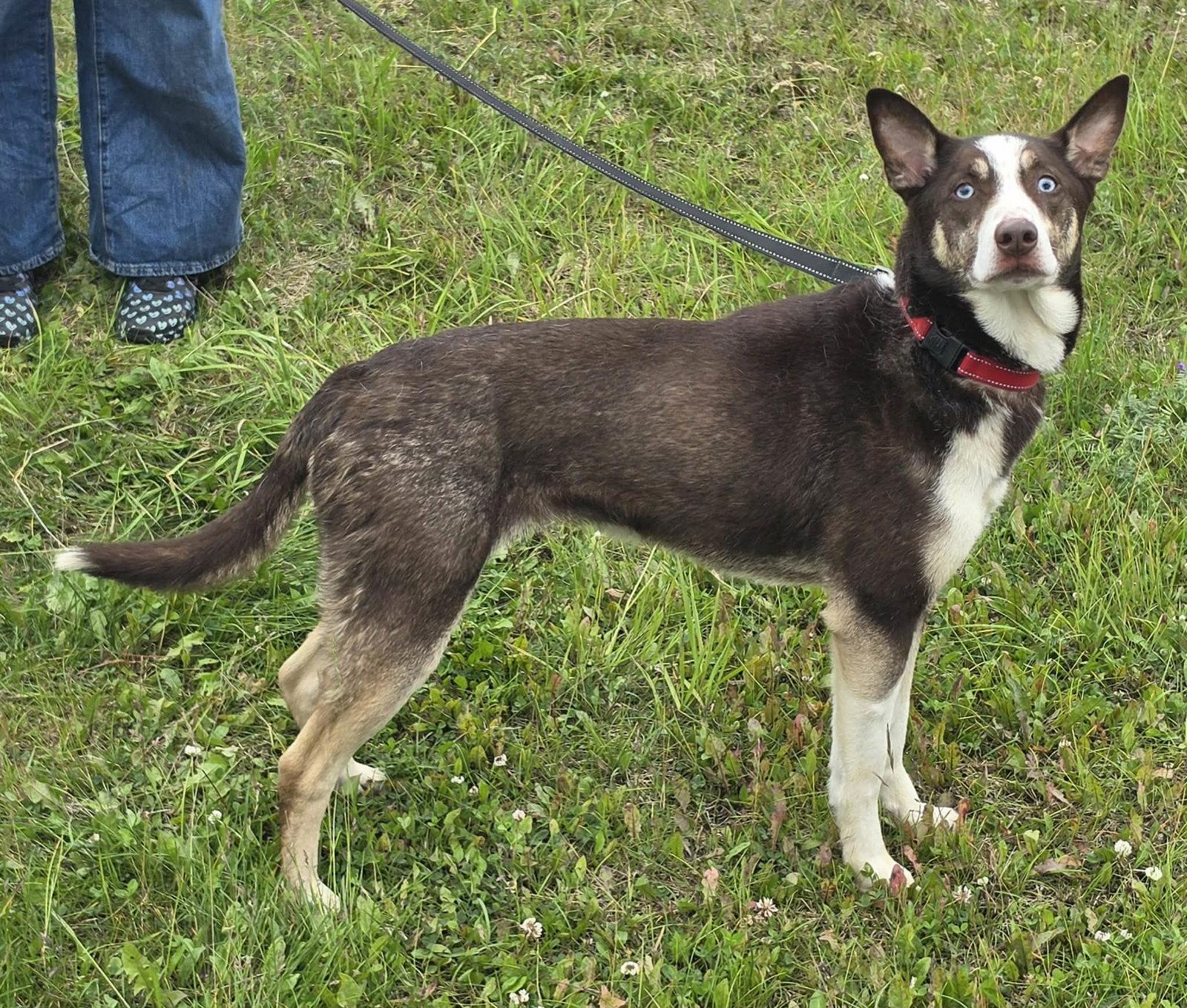 Nala, Adoptable, Adult Female Husky.