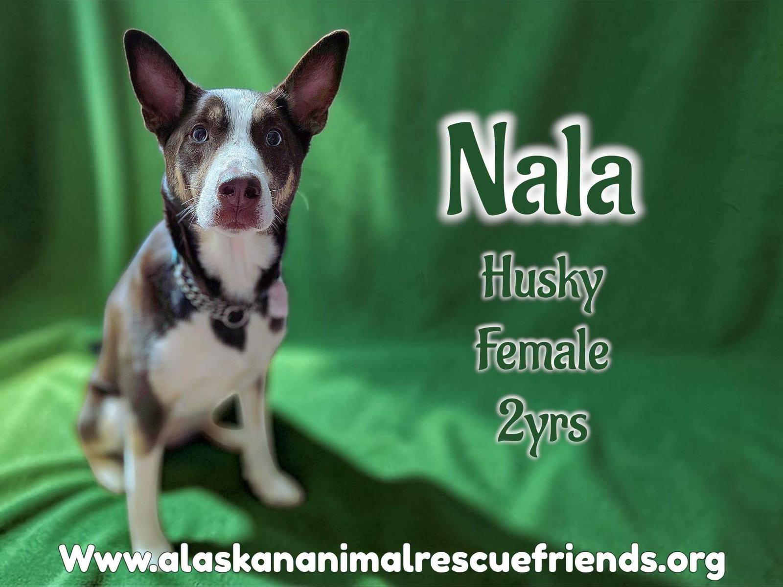 Enlarge Nala, a Adoptable Husky in Anchorage, AK image 2/3