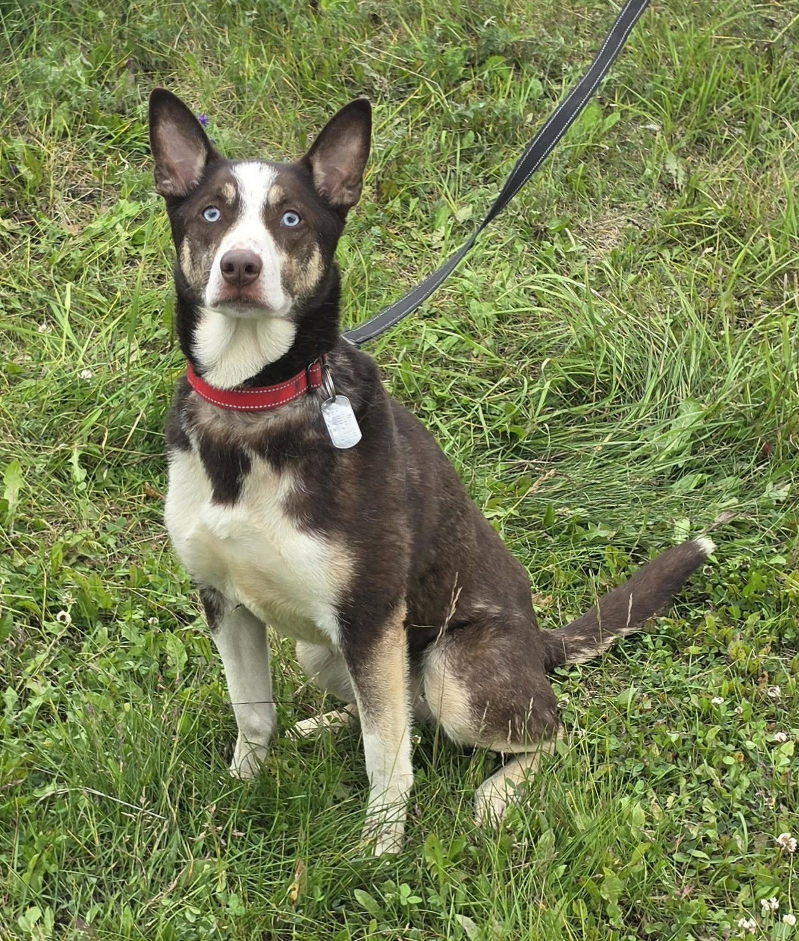 Enlarge Nala, a Adoptable Husky in Anchorage, AK image 3/3
