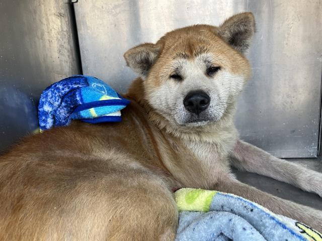 Enlarge GEORGIE, a Adoptable Akita in Kent, WA image 1/1