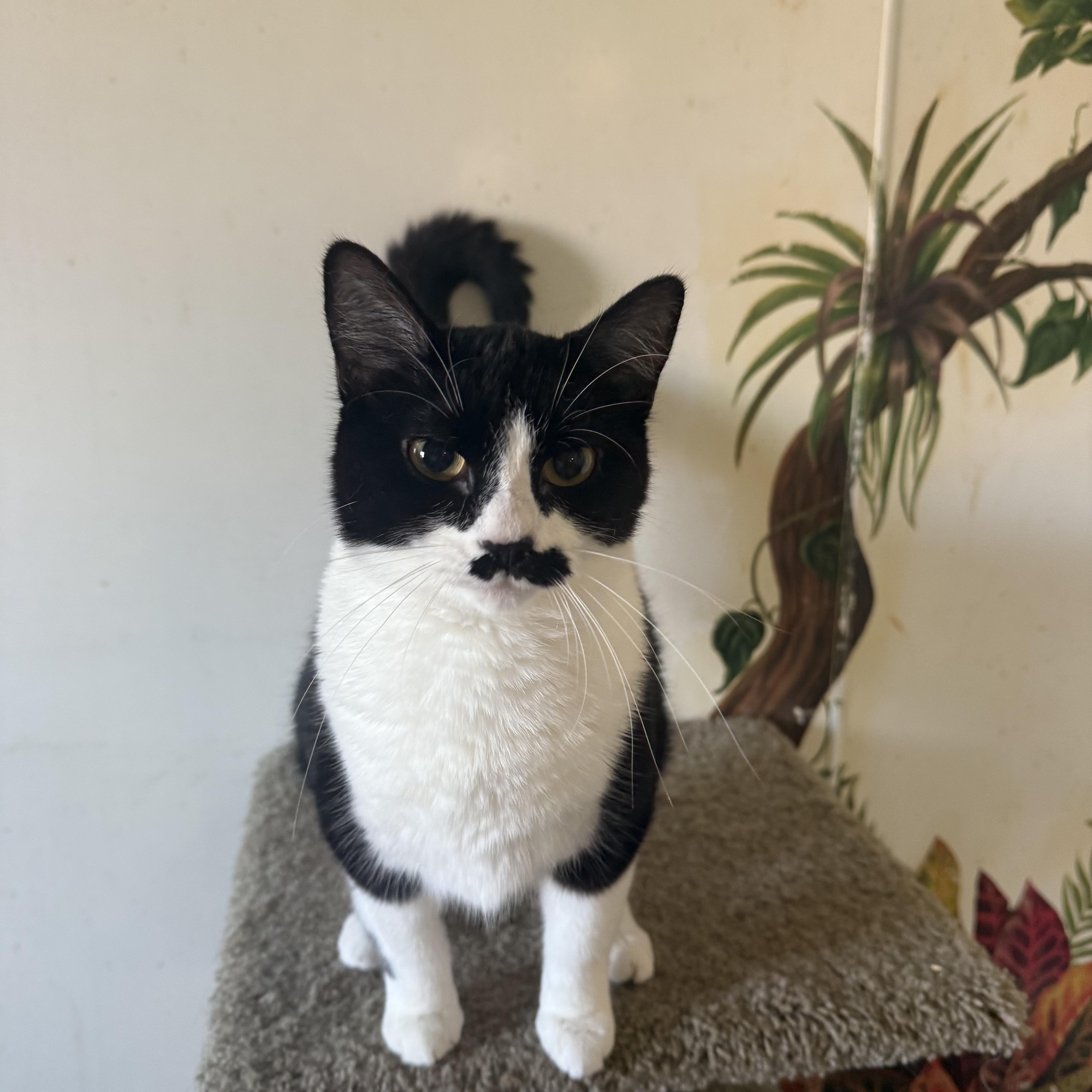 Baffi, Adopted, Young Female Domestic Short Hair.