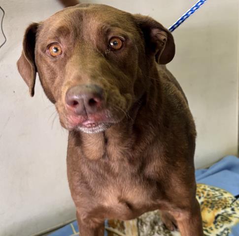 ARRIBA, Adoptable, Young Female Labrador Retriever & Mixed Breed.