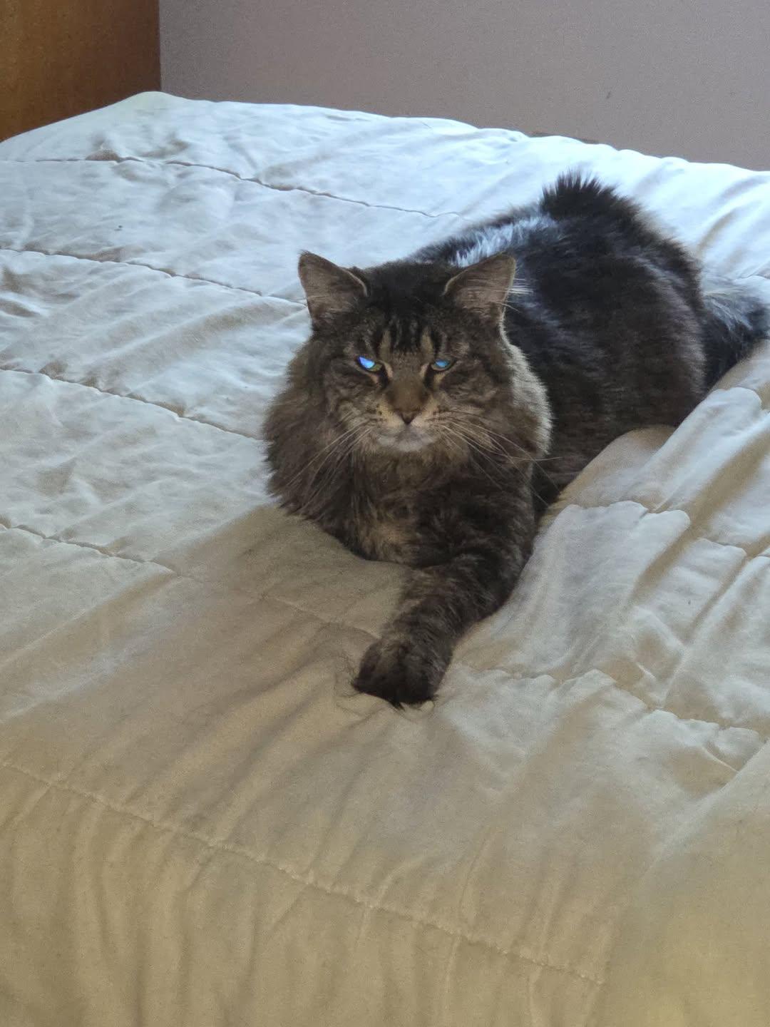 Mango, Adoptable, Adult Female Domestic Long Hair.