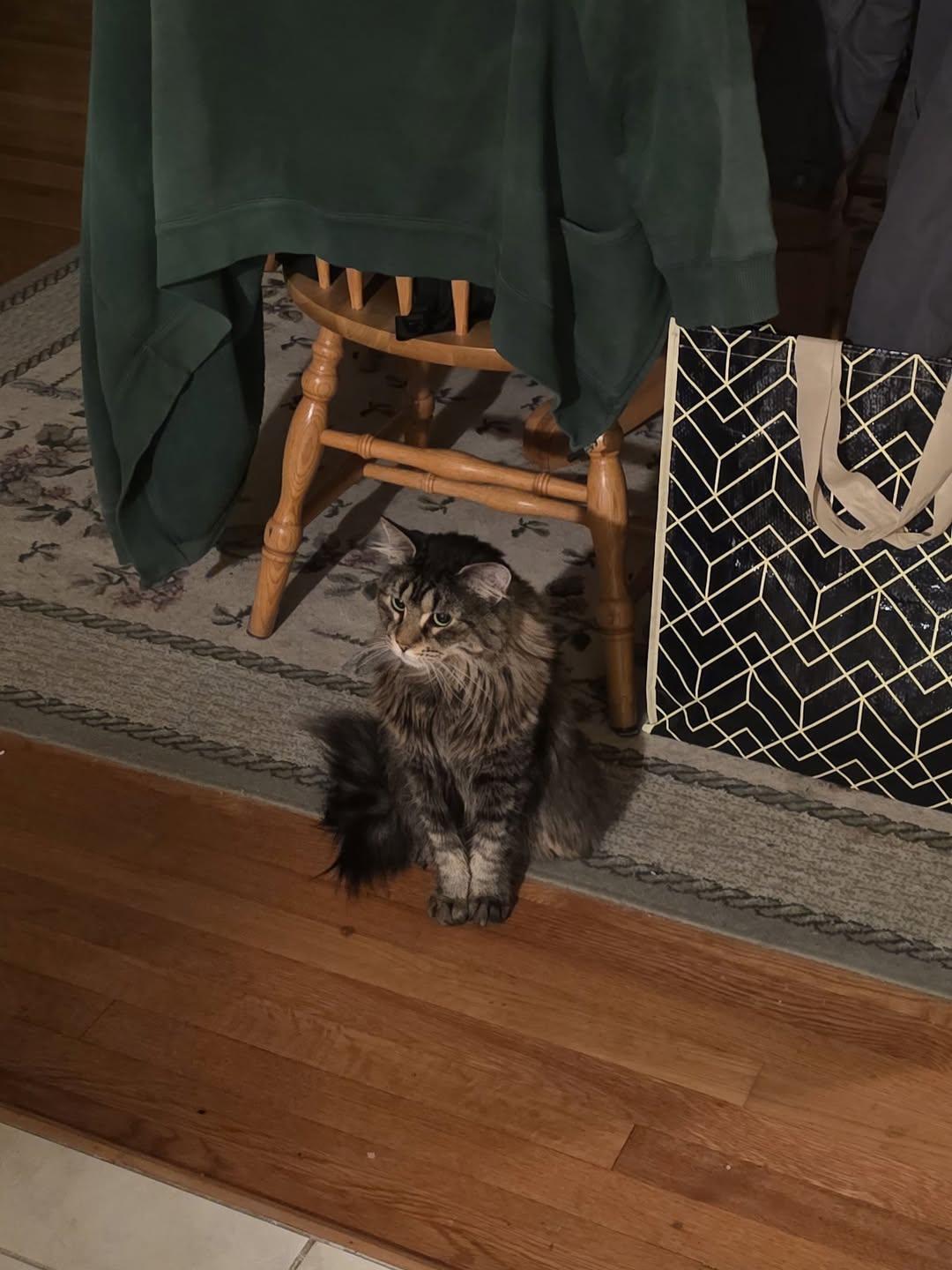 Mango, a Adoptable Domestic Long Hair in Enfield, CT image 2/3