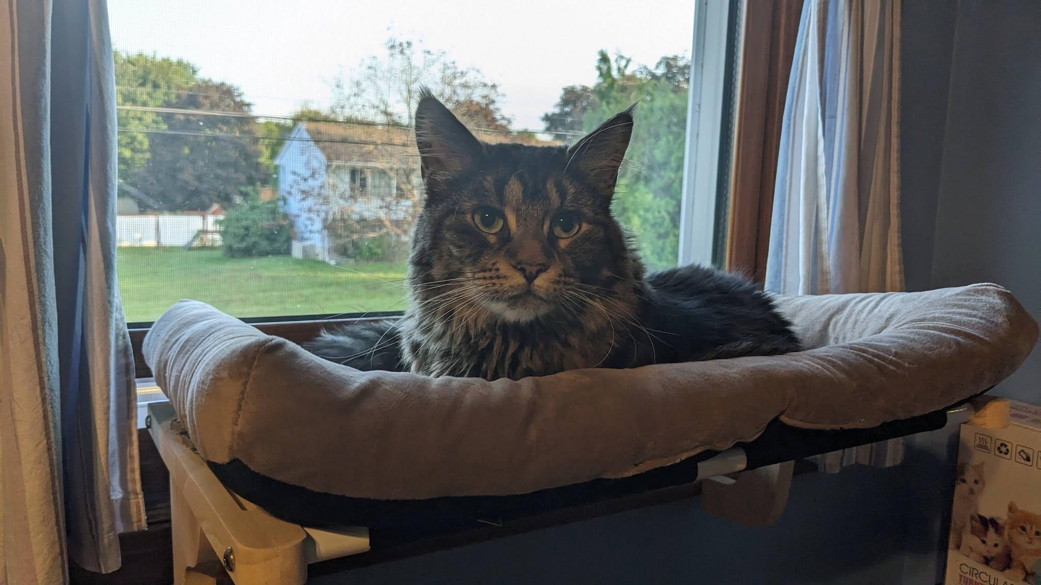 Enlarge Mango ADOPTION FEE WAIVED with approved application, a Adoptable Domestic Long Hair in Enfield, CT image 2/6