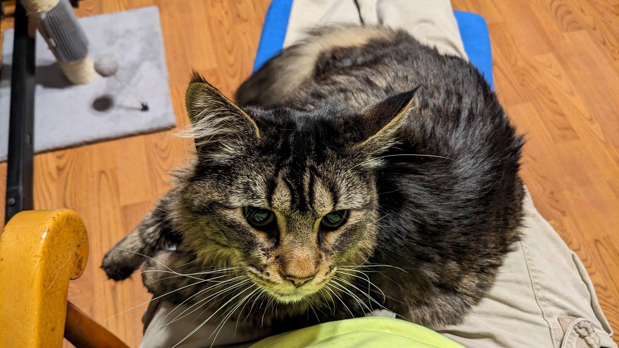 Enlarge Mango ADOPTION FEE WAIVED with approved application, a Adoptable Domestic Long Hair in Enfield, CT image 2/6