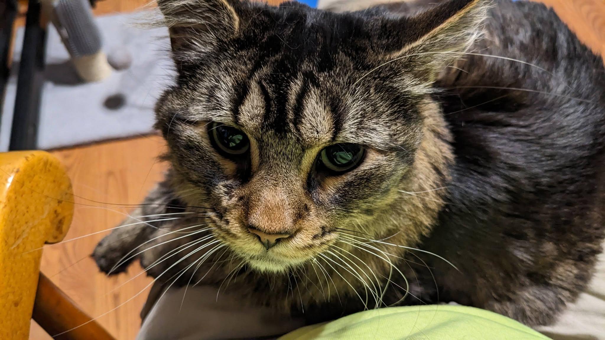 Enlarge Mango ADOPTION FEE WAIVED with approved application, a Adoptable Domestic Long Hair in Enfield, CT image 3/6