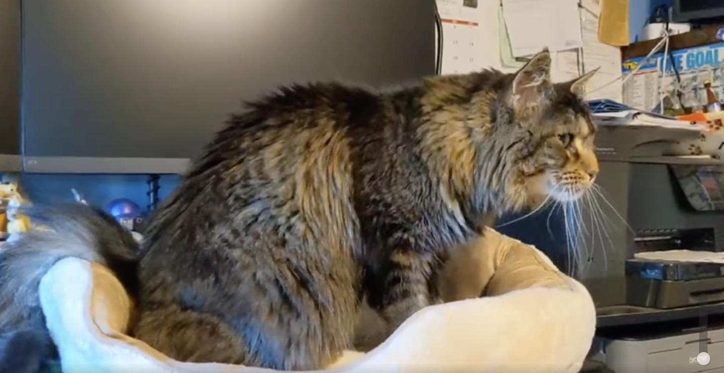 Enlarge Mango ADOPTION FEE WAIVED with approved application, a Adoptable Domestic Long Hair in Enfield, CT image 3/6
