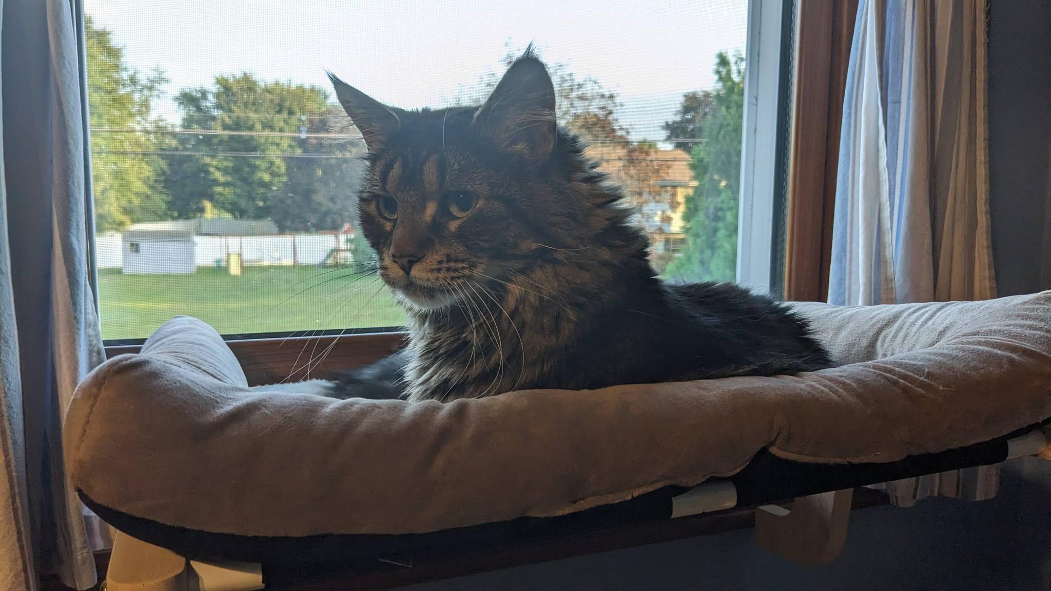 Enlarge Mango ADOPTION FEE WAIVED with approved application, a Adoptable Domestic Long Hair in Enfield, CT image 5/6