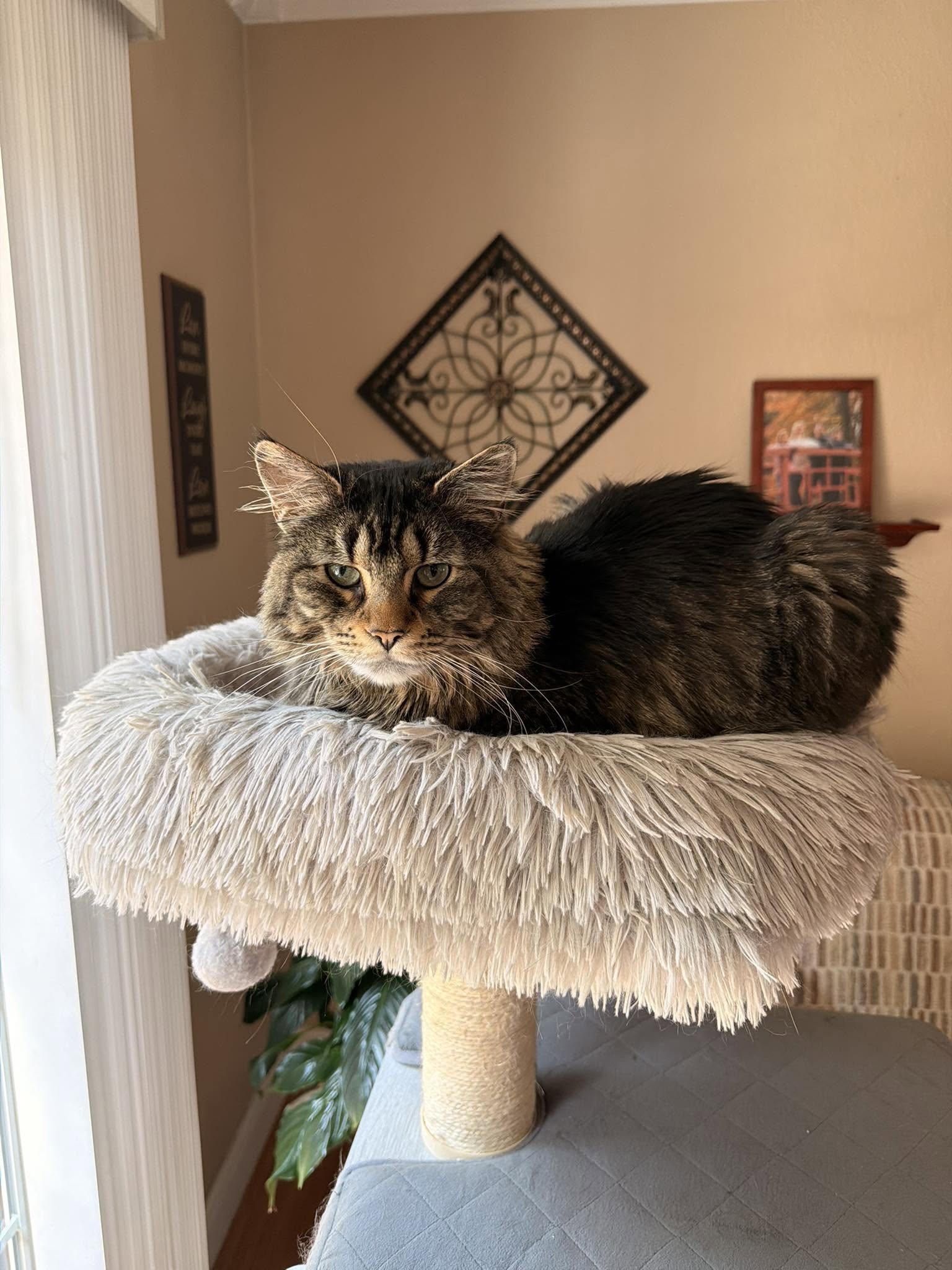 Enlarge Mango ADOPTION FEE WAIVED with approved application, a Adoptable Domestic Long Hair in Enfield, CT image 6/6