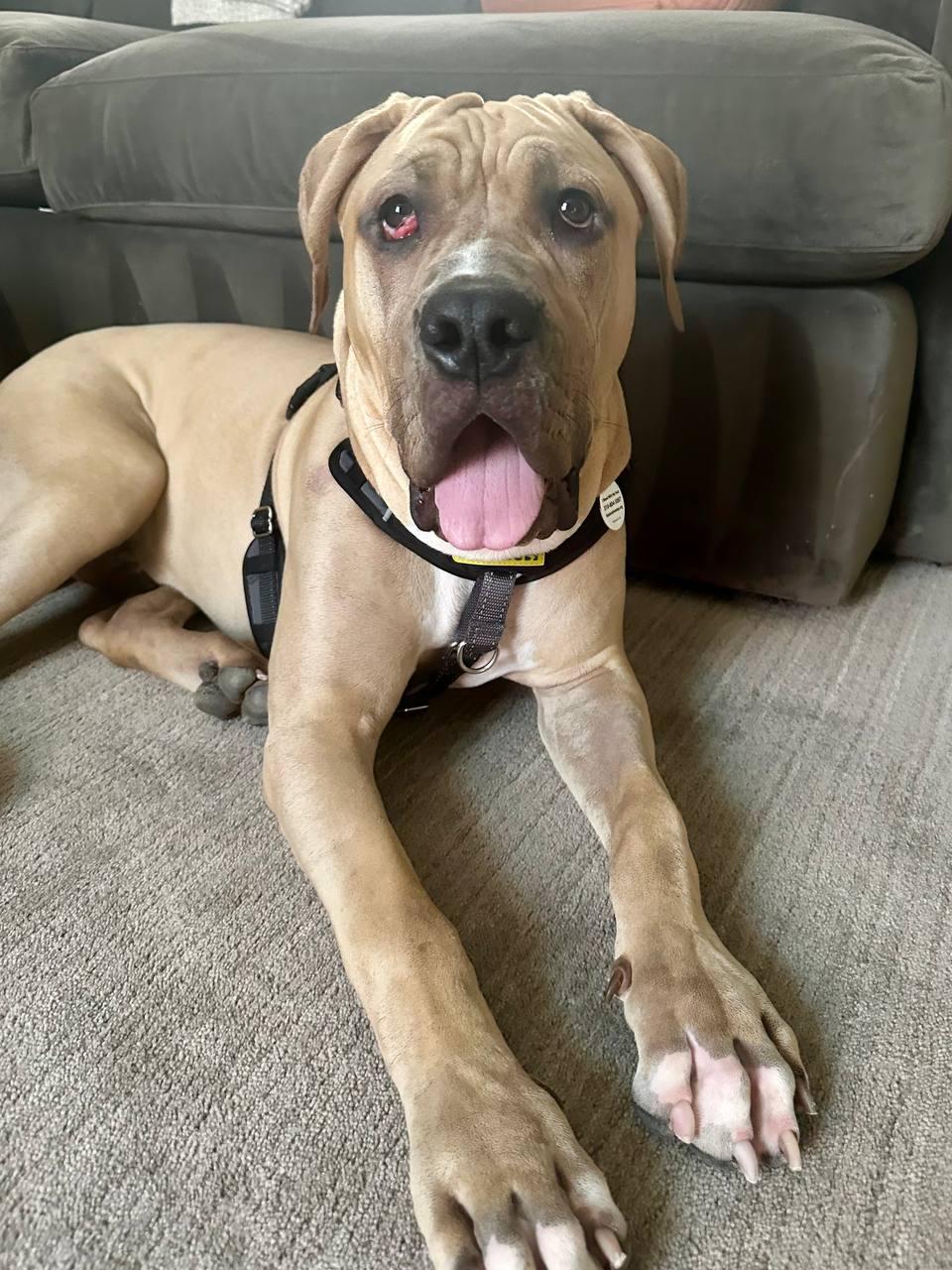 Velvet, Young Male Cane Corso