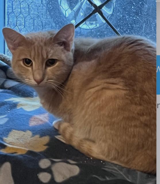 Enlarge Griffin, a Adoptable Tabby in Baltimore, MD image 1/1