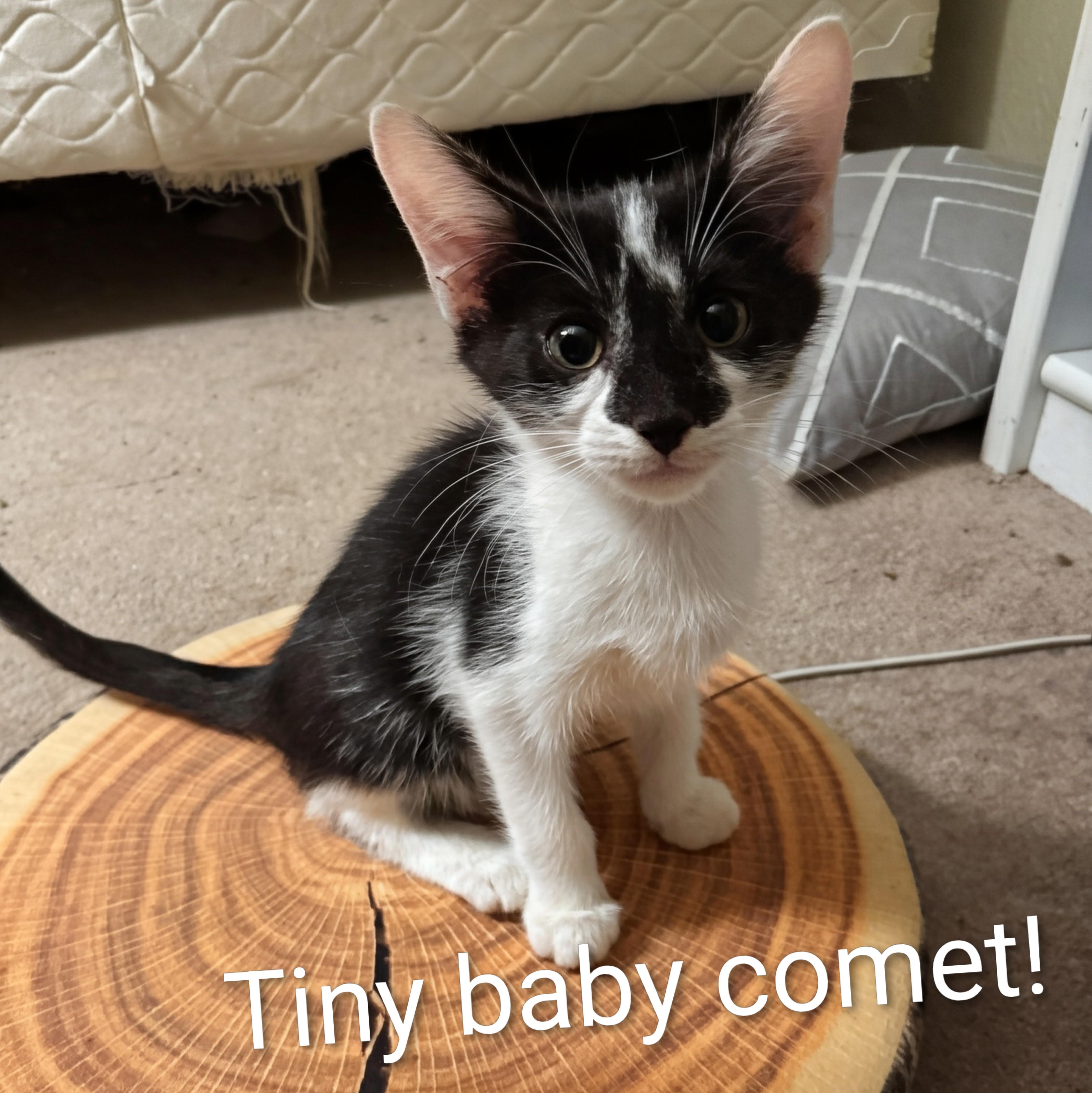 Enlarge Comet @ Fat Cat Cafe, a Adoptable Domestic Short Hair in Tallahassee, FL image 2/2