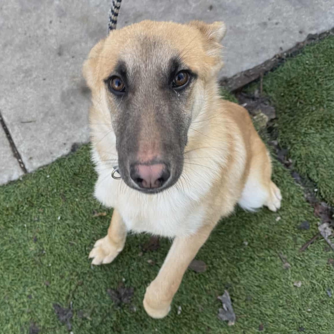 Clyde, Adoptable, Young Male German Shepherd Dog.