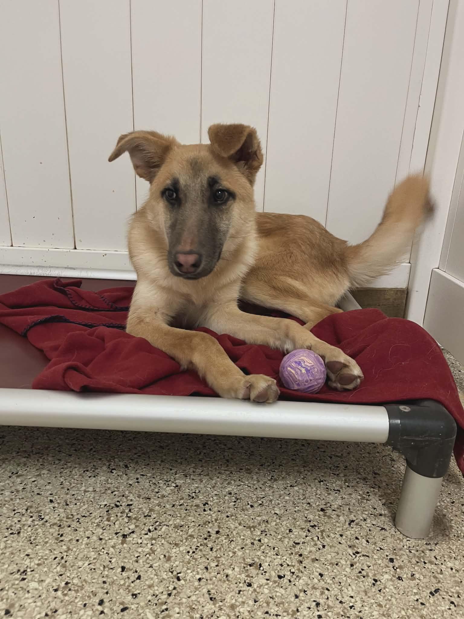 Enlarge Clyde, a Adoptable mixed breed in Chesterfield, MO image 2/6