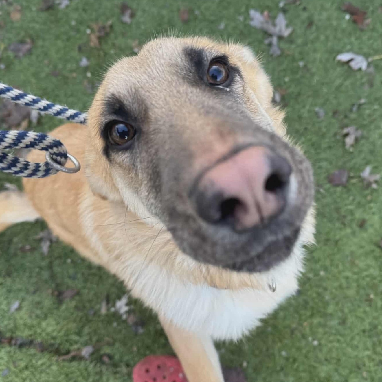 Enlarge Clyde, a Adoptable mixed breed in Chesterfield, MO image 2/4