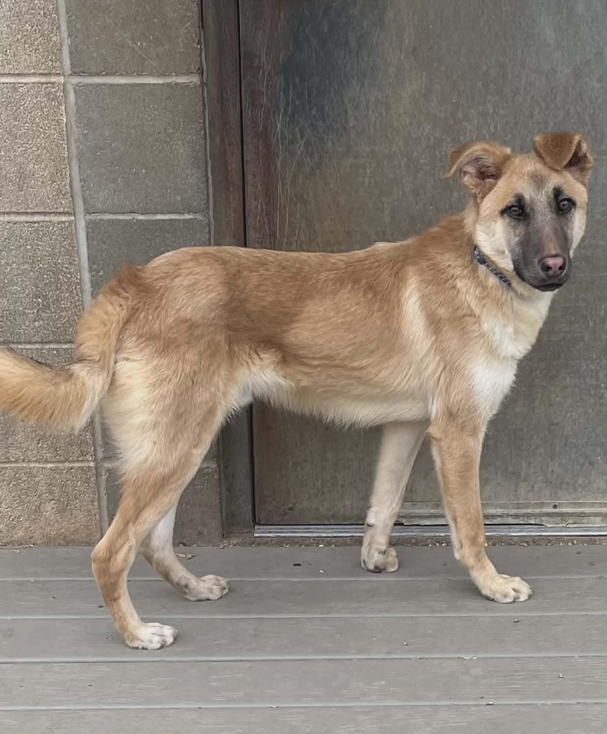 Enlarge Clyde, a Adoptable mixed breed in Chesterfield, MO image 1/6