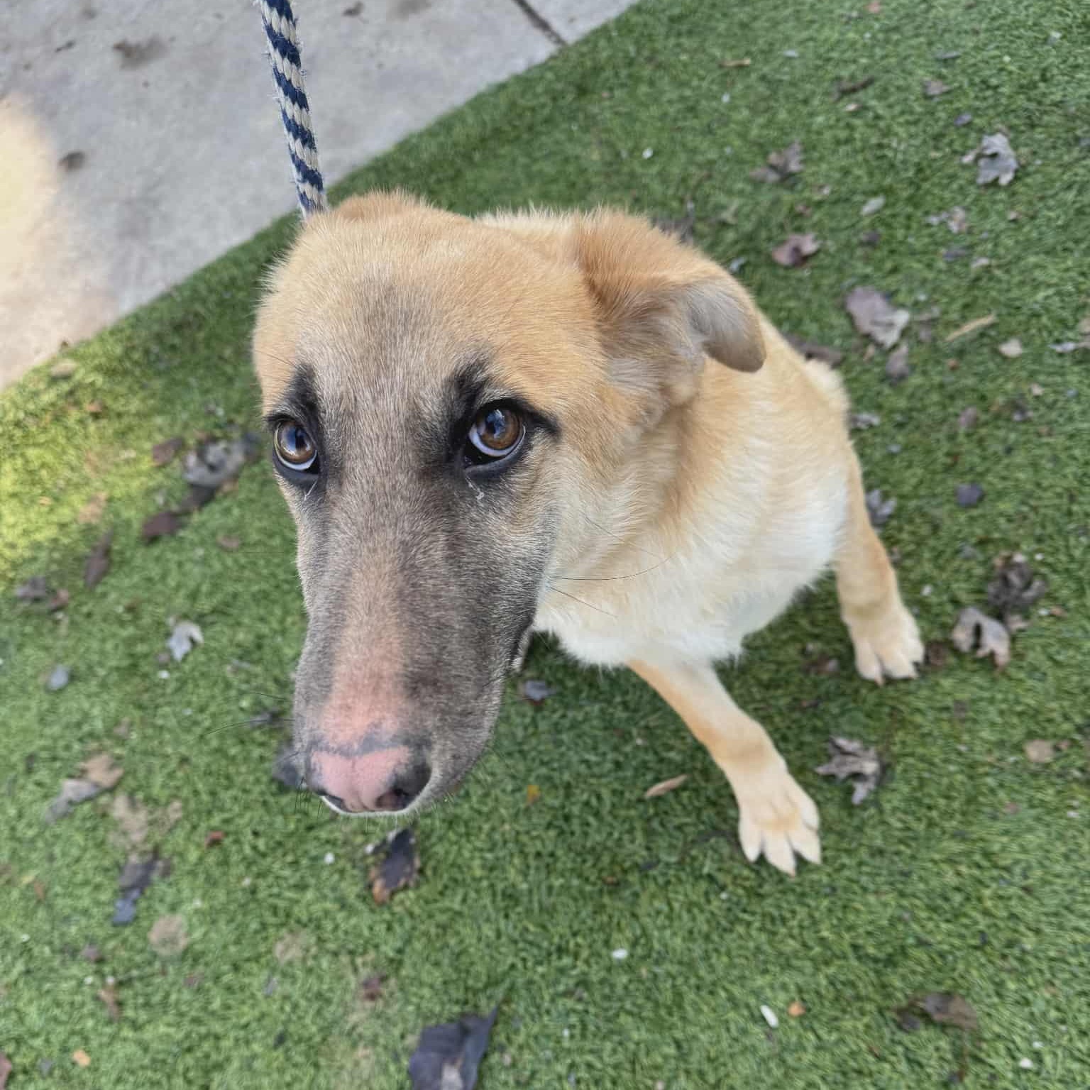 Enlarge Clyde, a Adoptable mixed breed in Chesterfield, MO image 3/4