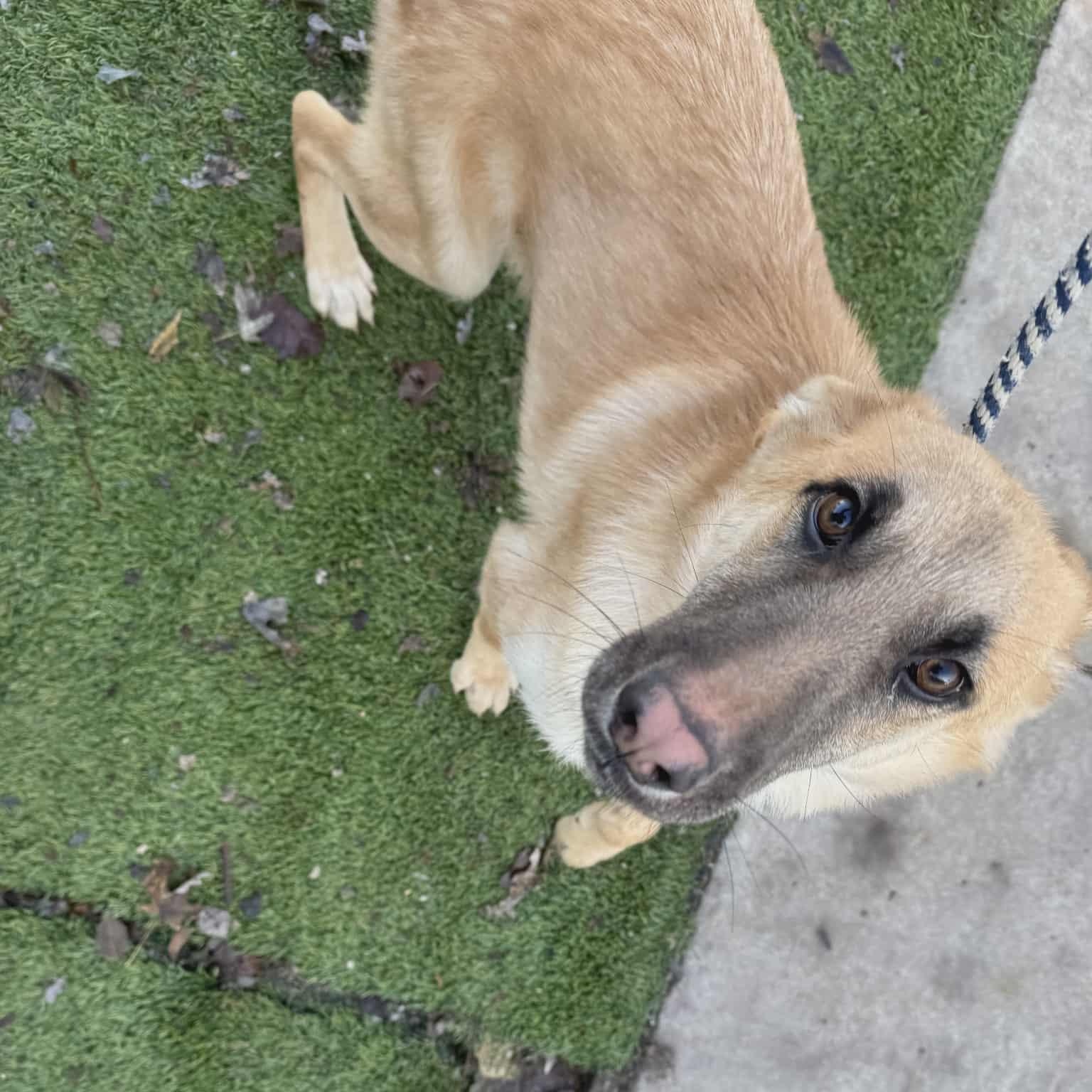 Enlarge Clyde, a Adoptable mixed breed in Chesterfield, MO image 4/4