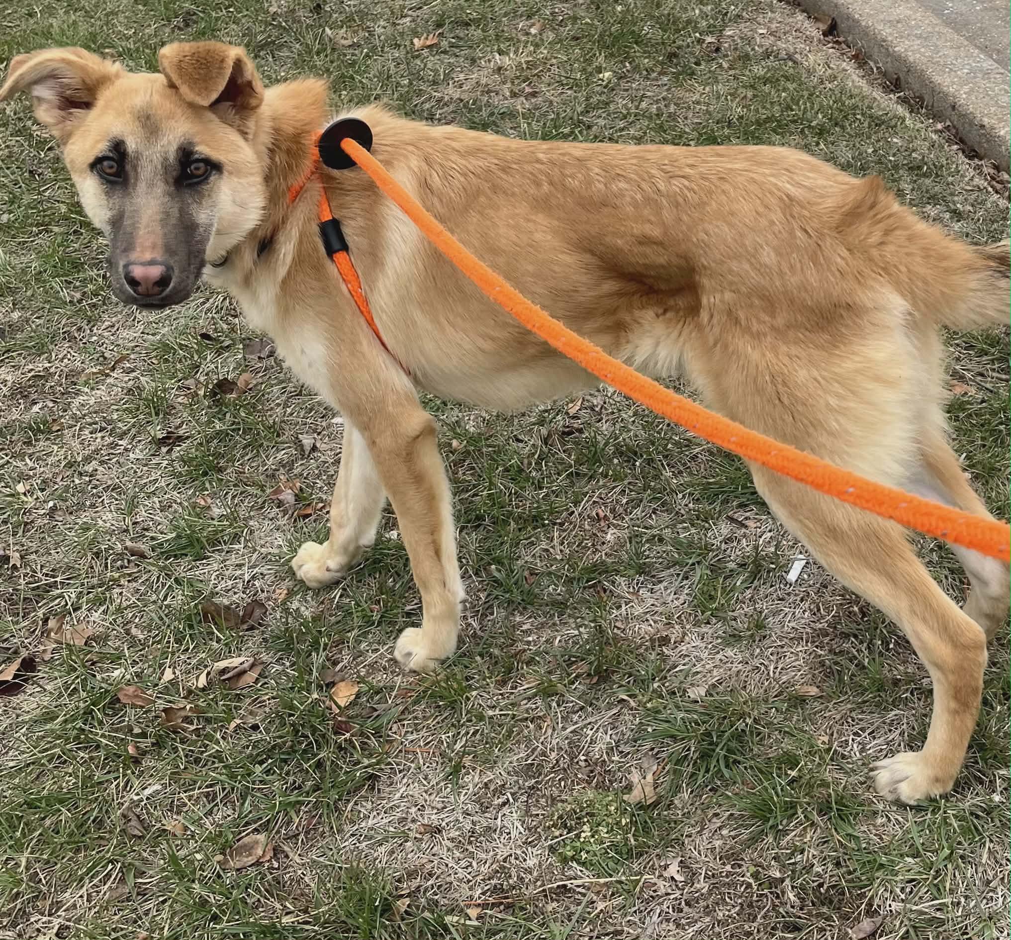 Enlarge Clyde, a Adoptable mixed breed in Chesterfield, MO image 3/6