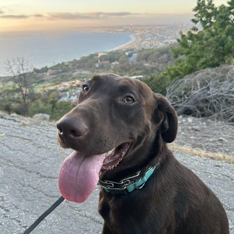 Enlarge Kona, a ADOPTABLE Chocolate Labrador Retriever in Redondo Beach, CA image 2/5