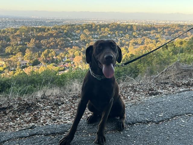 Kona, ADOPTABLE, Young Male Chocolate Labrador Retriever.