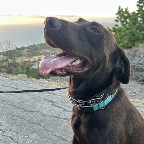 Enlarge Kona, a ADOPTABLE Chocolate Labrador Retriever in Redondo Beach, CA image 5/5
