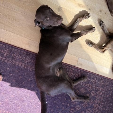Enlarge Kona, a ADOPTABLE Chocolate Labrador Retriever in Redondo Beach, CA image 3/5