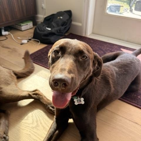 Enlarge Kona, a ADOPTABLE Chocolate Labrador Retriever in Redondo Beach, CA image 4/5