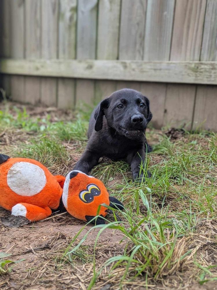Brook, a Adoptable Labrador Retriever in Dover, AR image 1/6