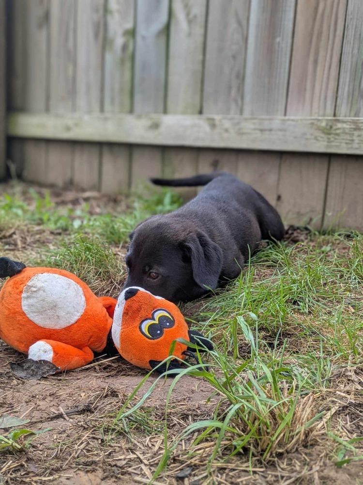 Brook, a Adoptable Labrador Retriever in Dover, AR image 1/6