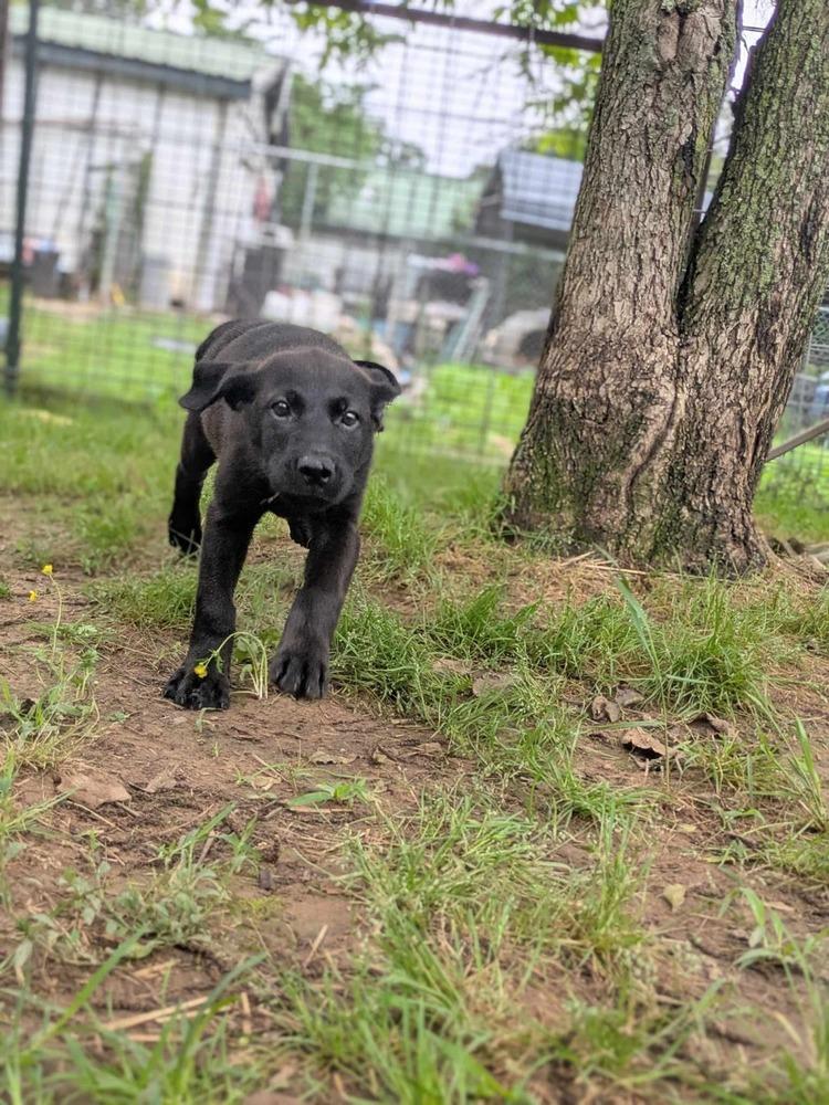 Brook, a Adoptable Labrador Retriever in Dover, AR image 3/6