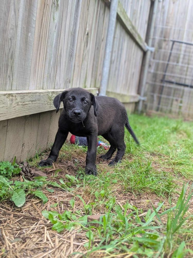 Brook, a Adoptable Labrador Retriever in Dover, AR image 5/6