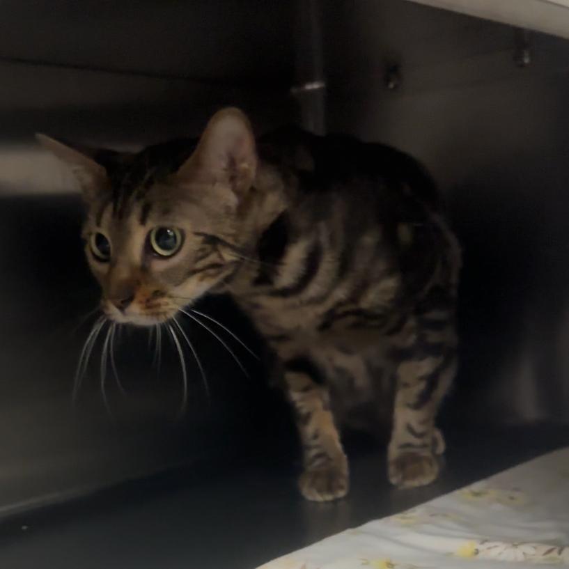 Enlarge Cleo, a Adoptable Bengal in Manhattan, KS image 1/2