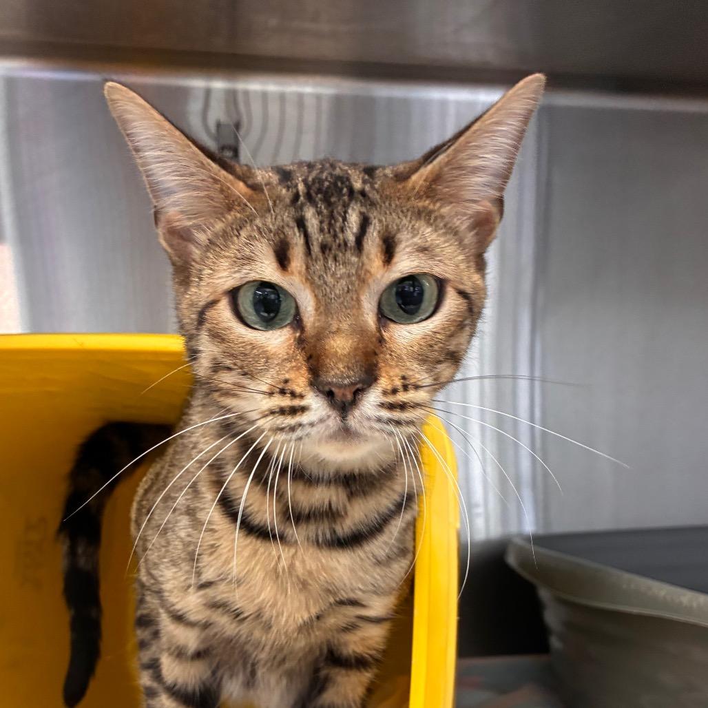 Enlarge Cleo, a Adoptable Bengal in Manhattan, KS image 1/2