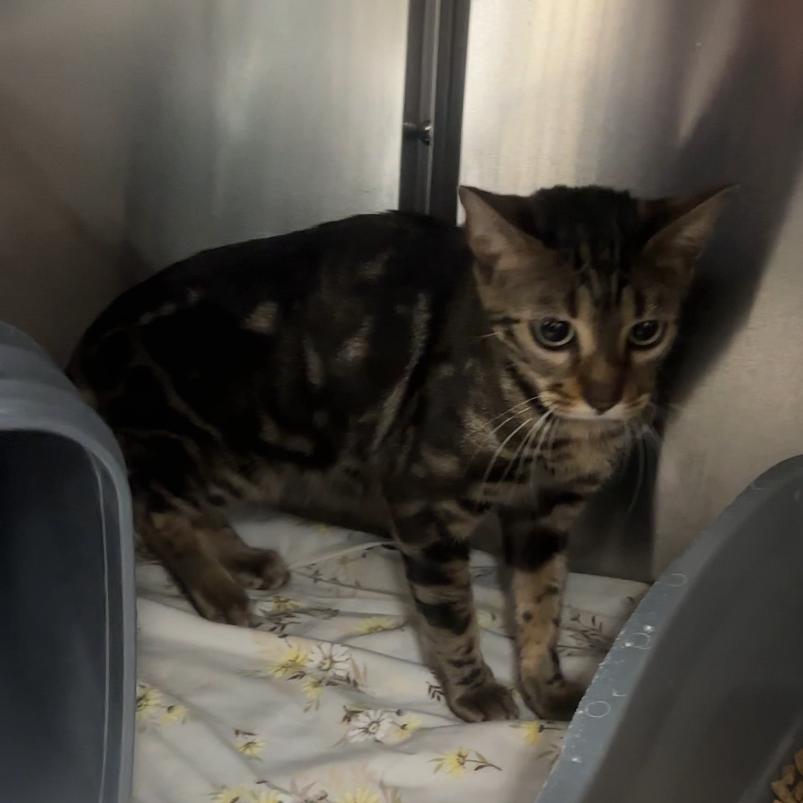 Enlarge Cleo, a Adoptable Bengal in Manhattan, KS image 2/2