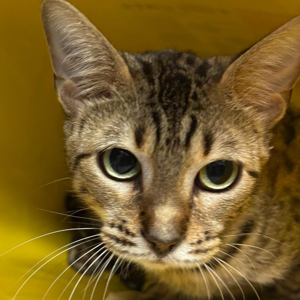 Enlarge Cleo, a Adoptable Bengal in Manhattan, KS image 2/2