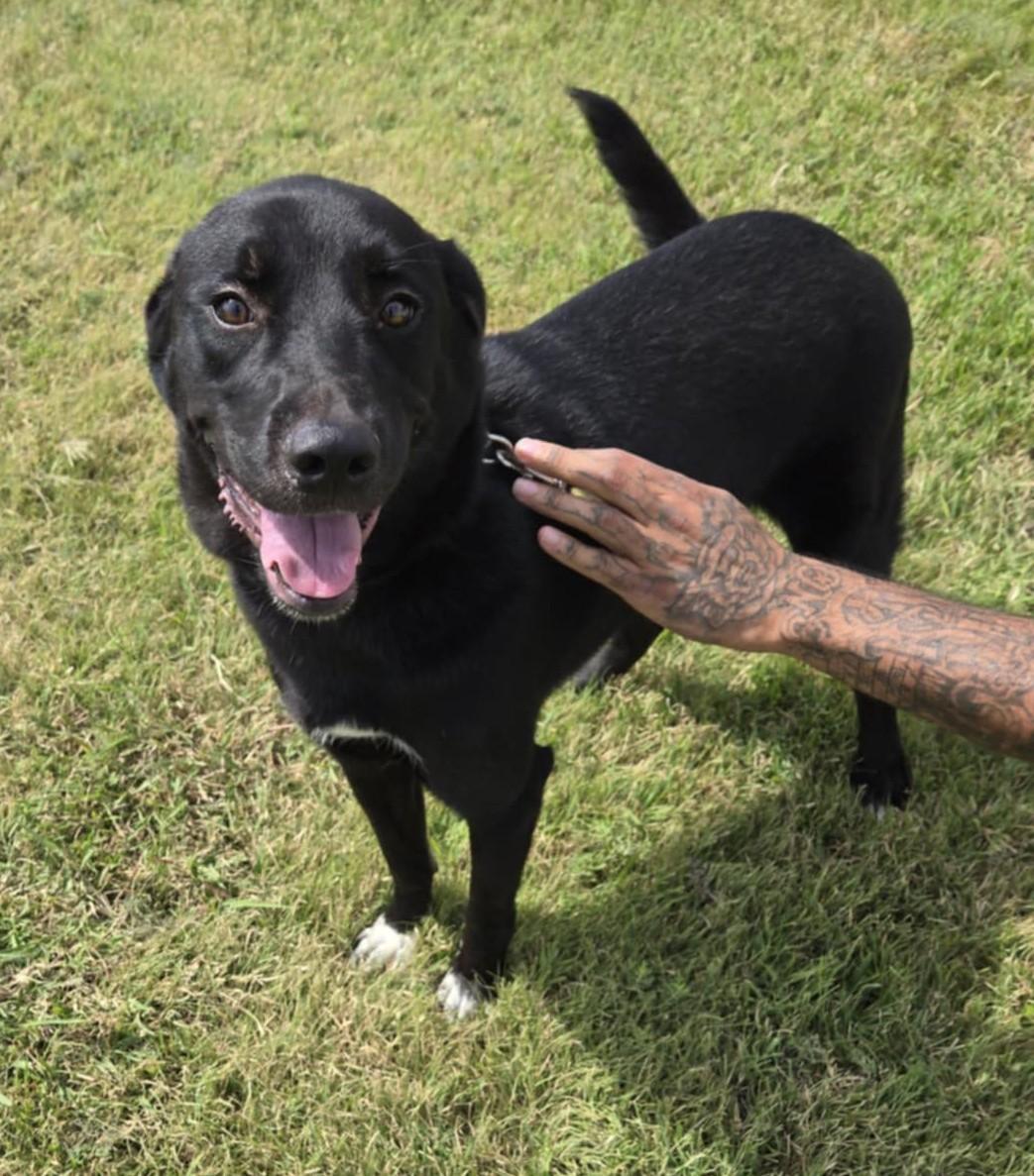Cleetus, an adopted mixed breed in Larned, KS image 1/3