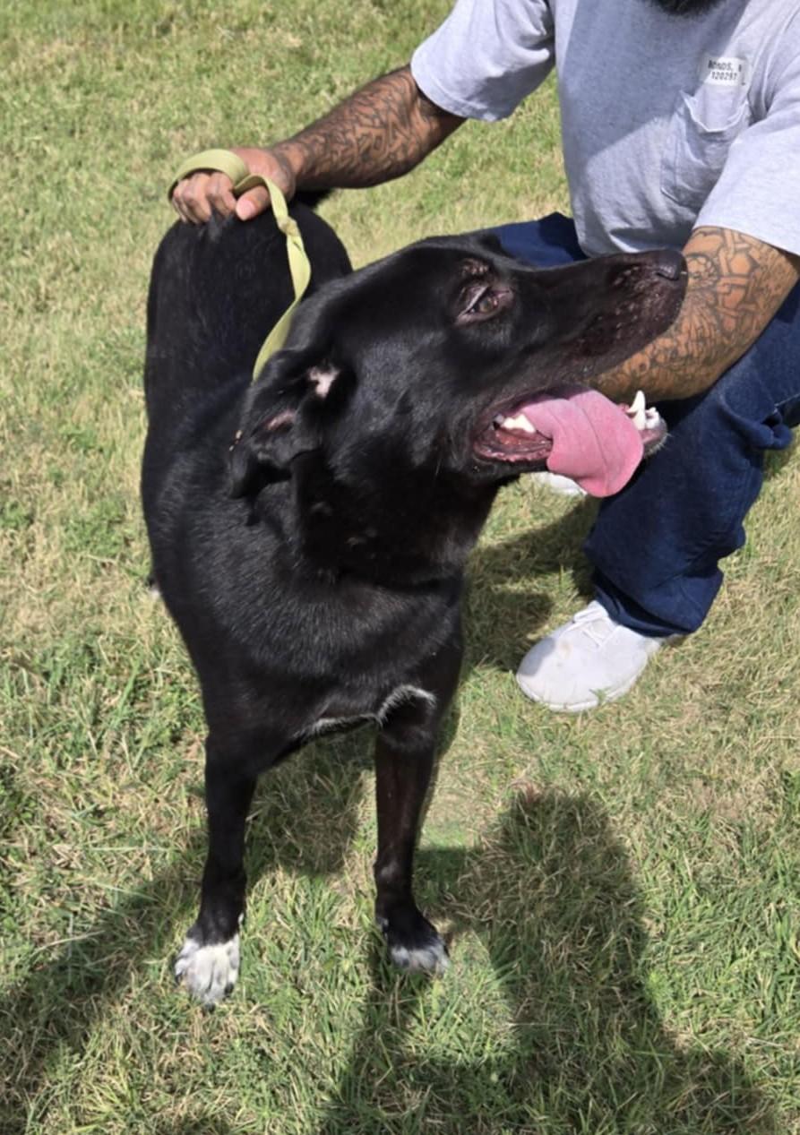 Cleetus, an adopted mixed breed in Larned, KS image 2/3