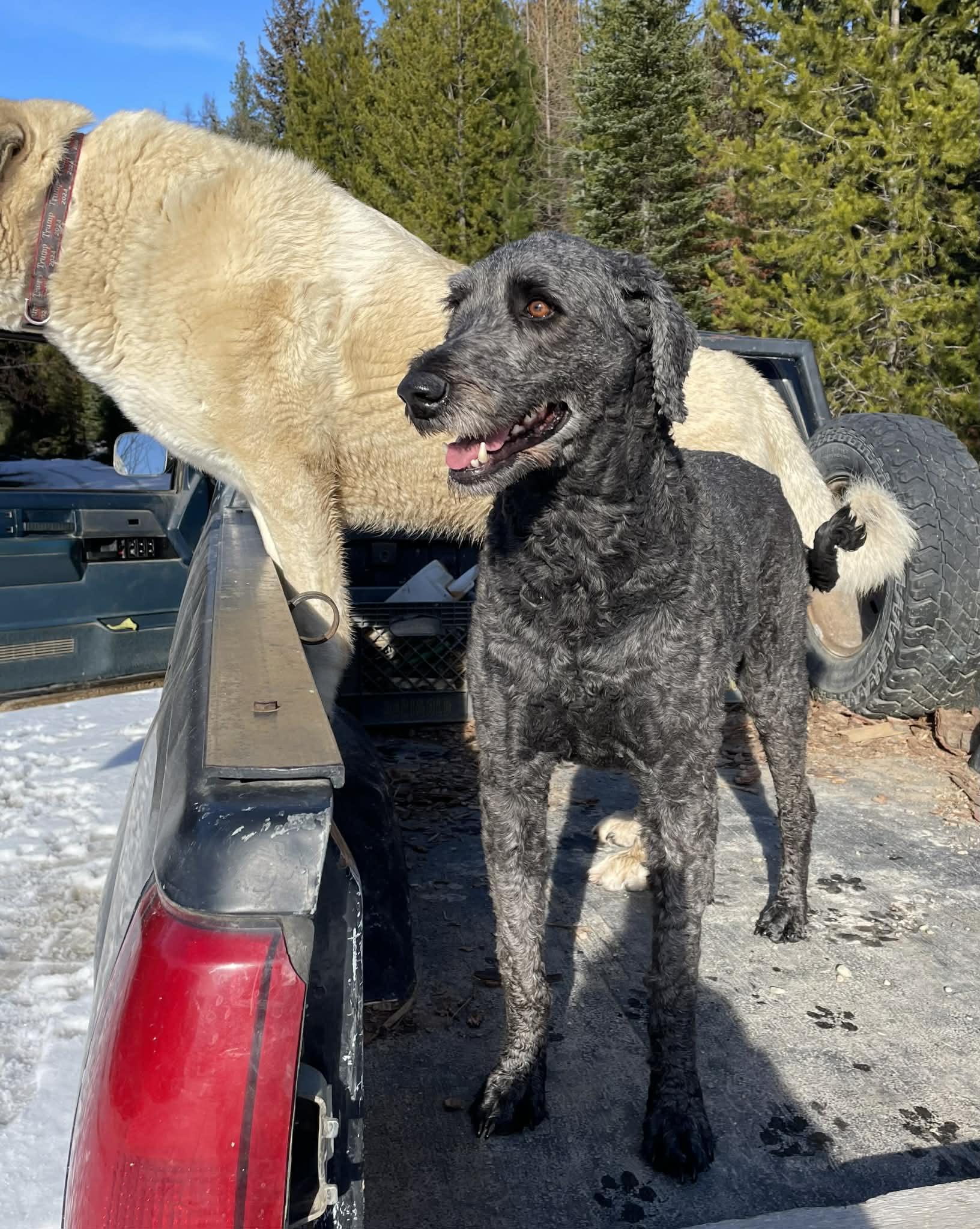 Enlarge Heidi - Courtesy Listing see info , a ADOPTABLE mixed breed in Polson, MT image 6/6