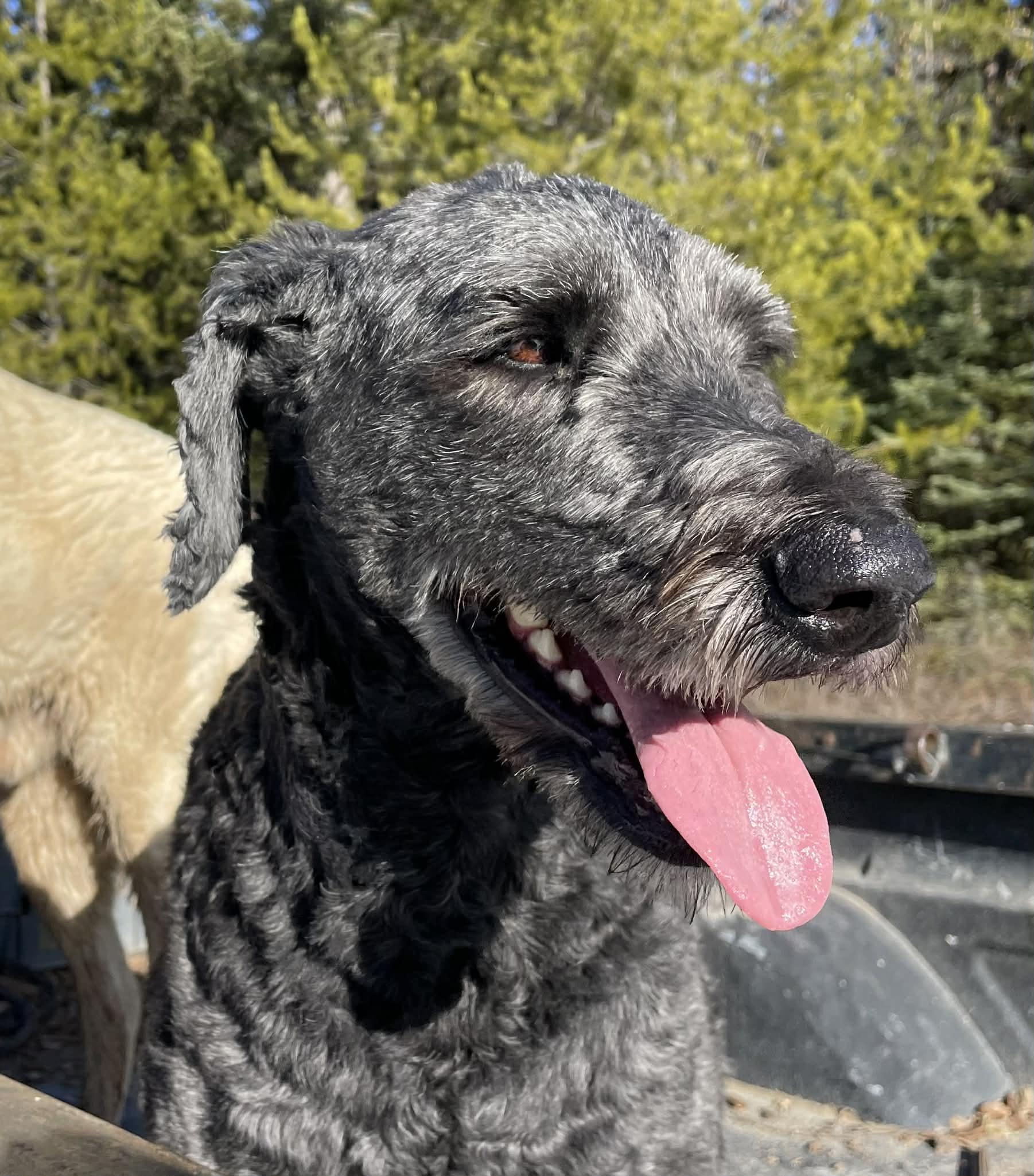Enlarge Heidi - Courtesy Listing see info , a ADOPTABLE mixed breed in Polson, MT image 1/6